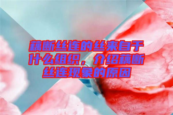 藕斷絲連的絲來自于什么組織，介紹藕斷絲連現象的原因