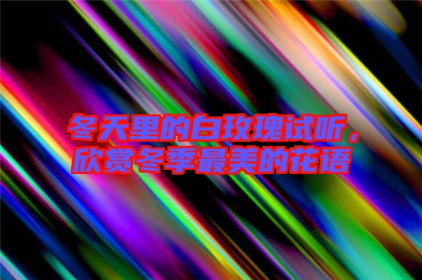 冬天里的白玫瑰試聽,欣賞冬季最美的花語
