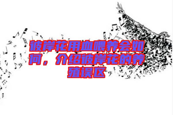 彼岸花用血喂養(yǎng)會如何,介紹彼岸花的養(yǎng)殖誤區(qū)