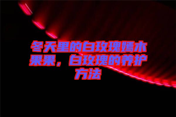 冬天里的白玫瑰嫣木果果,白玫瑰的養(yǎng)護(hù)方法